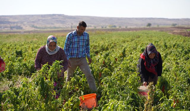 Gaziantep'te kadın çiftçiler ekonomiyi güçlendiriyor!