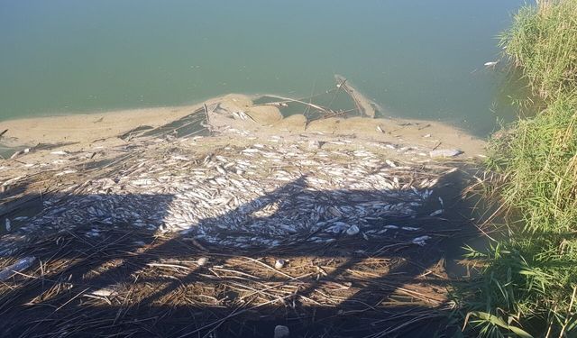 Gaziantep'te Karasu Çayı’ndaki balık ölümlerine inceleme!