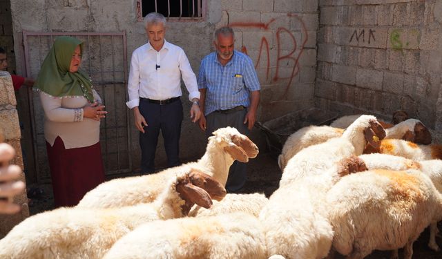 Şahinbey’den üreticilere hayvan desteği