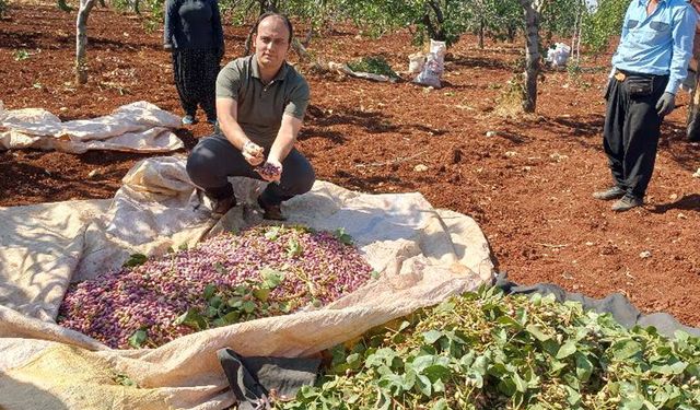 Araban kaymakamı işçilerle Antep fıstığı hasadında!