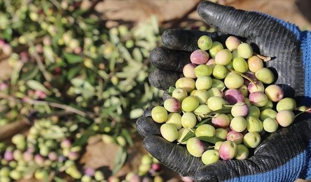 Marmarabirlik ürün alım fiyatlarını açıkladı