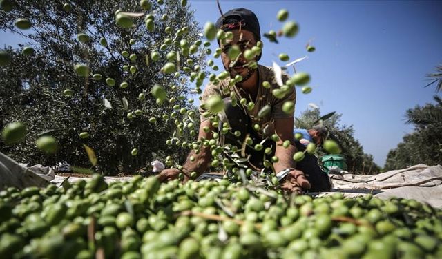 Zeytin üreticileri tedirgin