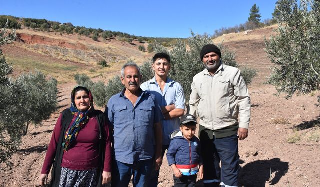 Gaziantep'te zeytin hasadı başladı