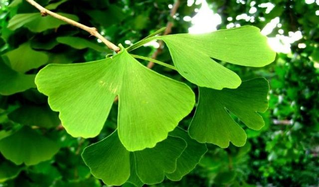 "Hafıza güçlendirici mucize: ginkgo biloba’nın faydaları"