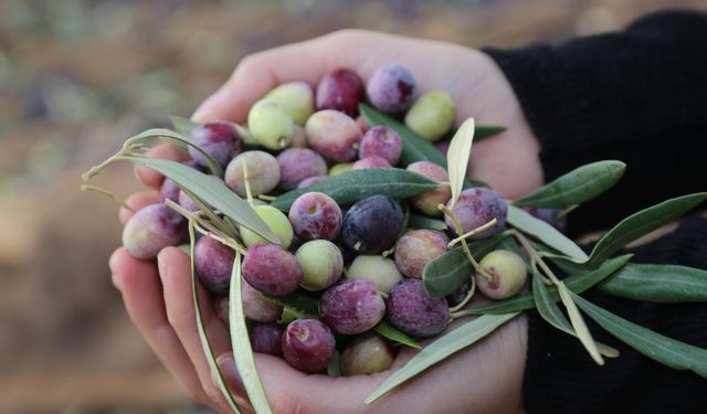 Zeytin nasıl toplanır? Zeytin toplamanın püf noktaları ve doğru zamanı