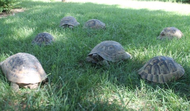 Rüyada kaplumbağa görmek ne anlama gelir?