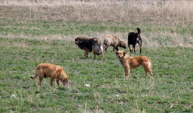 Köpekler 600 tavuğu telef etti!