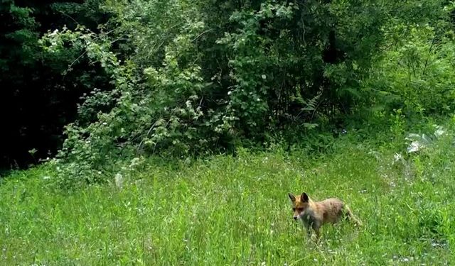 Yiyecek Arayan Tilki Fotokapanla Görüntülendi