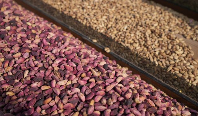 İthalat Fıstığı Etkiledi, Fiyatlar Geriledi