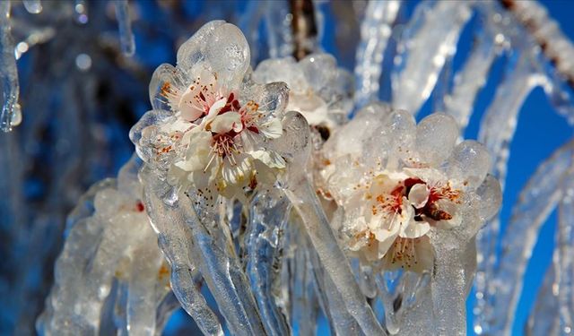 Meteorolojiden Zirai Don Uyarısı
