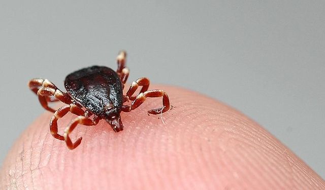 Kâbus Devam Ediyor! Hayatını Kaybedenlerin Sayısı 11'e Yükseldi