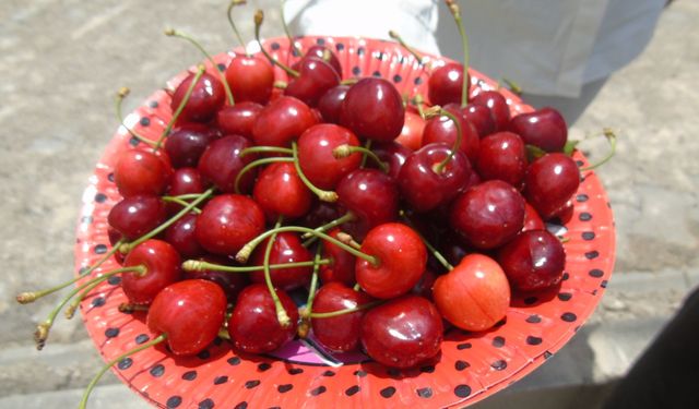 Gaziantep’te Kirazın Tadı Bu Yıl Acı