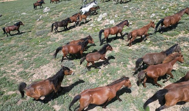 Yılkı Atlarının Eşsiz Manzarası Dronla Görüntülendi