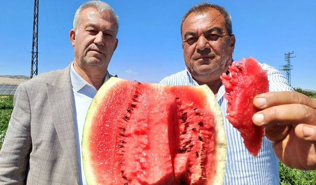 Gaziantep’te Karpuz Hasadı Başladı
