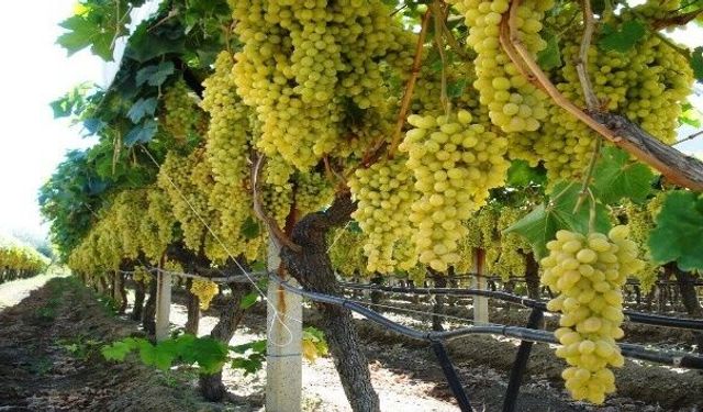 Kalp ve Damar Sağlığı İçin Sofrada Olması Gereken 2 Meyve