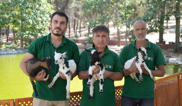 Cüce Keçilerin Sırları Gaziantep’te Ortaya Çıktı!