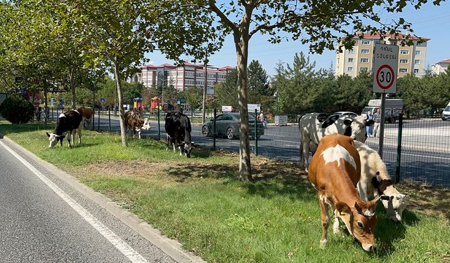 Şehir Merkezine İnen İnek Sürüsü Yakalandı