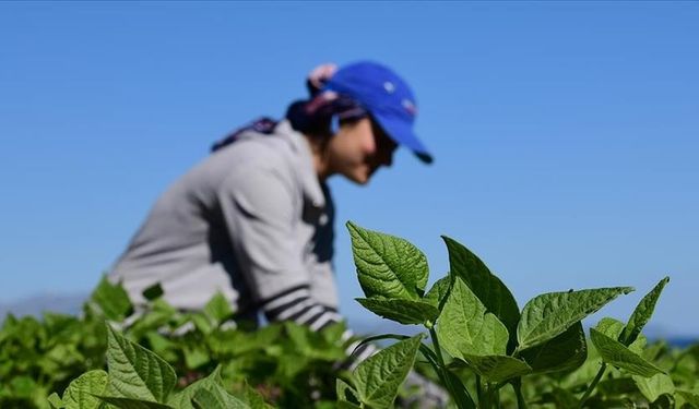 Gaziantep’te Kırsaldaki Kadın Çiftçilere Bilgi Desteği