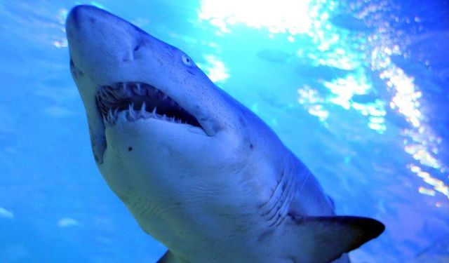 Doğa Alarm Veriyor: Köpekbalıklarının Dişleri Çürüyebilir