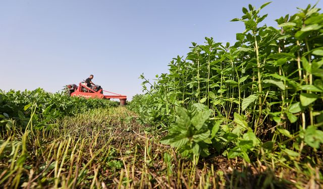 Gaziantep Tarımında Büyük Risk Kapıda