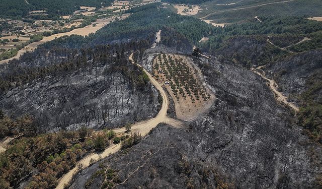 Dev Orman Yangını 150 Ağacı Teğet Geçti