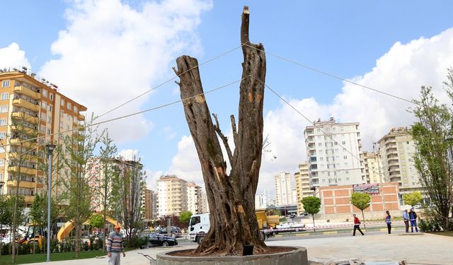 Doğanın Yaşayan Anıtı: Zeytin Ağacı