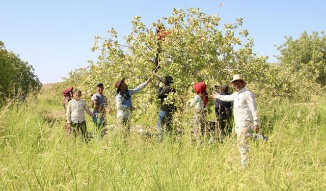 Fıstık Üreticisinden Baklavacılara Çağrı