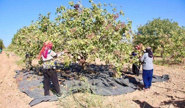 Gaziantep'te Fıstık İşçisi Ne Kadar Alacak?