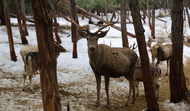 Gaziantep’in Yaban Hayatı Tehlikede