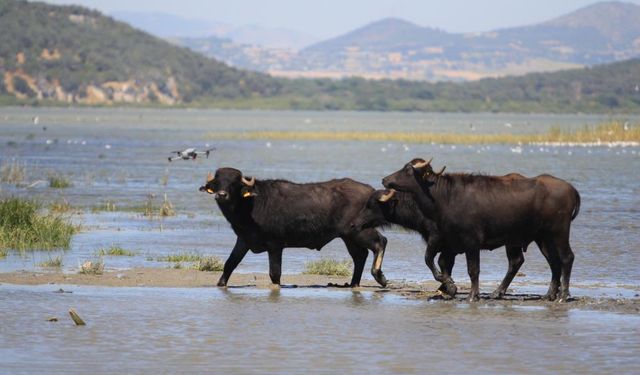Hayvancılıkta Denge Değişiyor