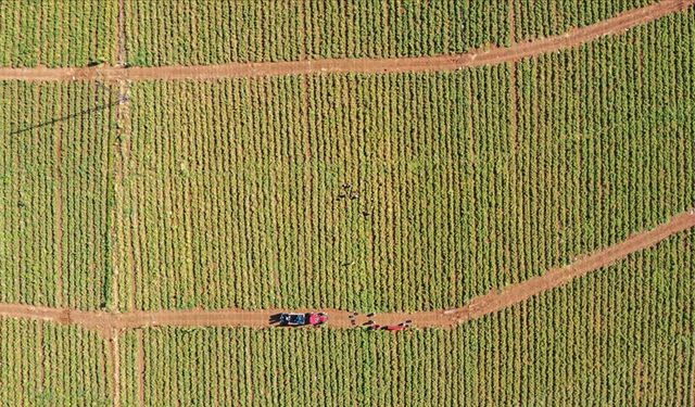 Göç Ettiler, Toprakla Bütünleştiler
