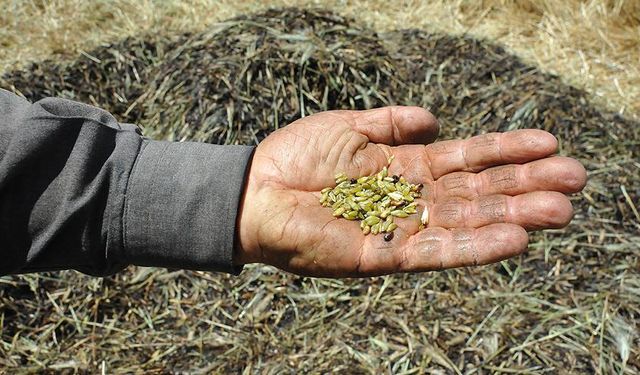 Antep Firiği: Yüzyıllardır Sofraların Geleneksel Lezzeti