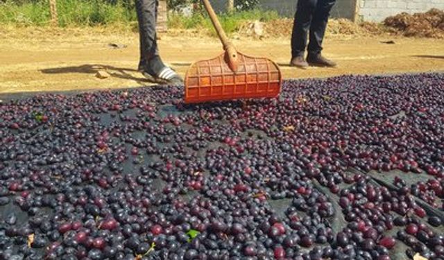 Antep’in Kara Altını Güneşte Parlıyor!