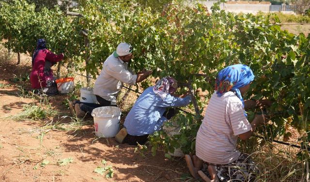 Gaziantep’te Modern Üzüm Yetiştiriciliği