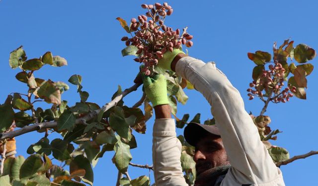 Kuraklık ve Sıcaklar Fıstığı Vurdu: 2025 Rekoltesi Düşük