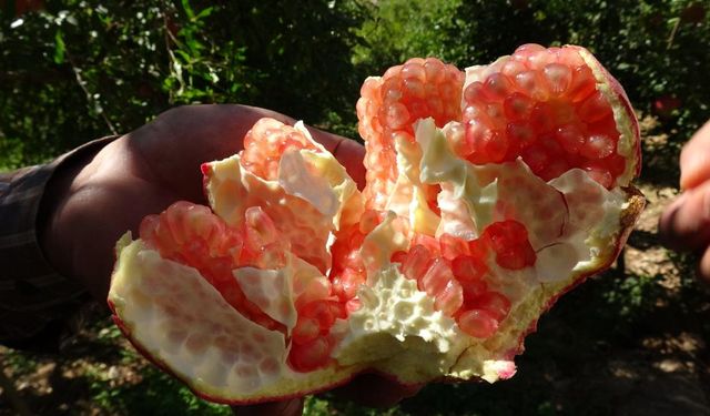 Oğuzeli’nin Bin Bir Emekle Yetişen Narı