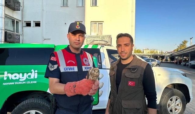 Yaralı Kerkenez İçin Zamanla Yarış