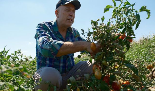 Londra’dan Karacabey’e: Toprağa Dönüşün Hikâyesi