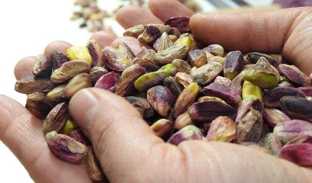 Gaziantep Fıstığında Tehlike Çanları Çalıyor