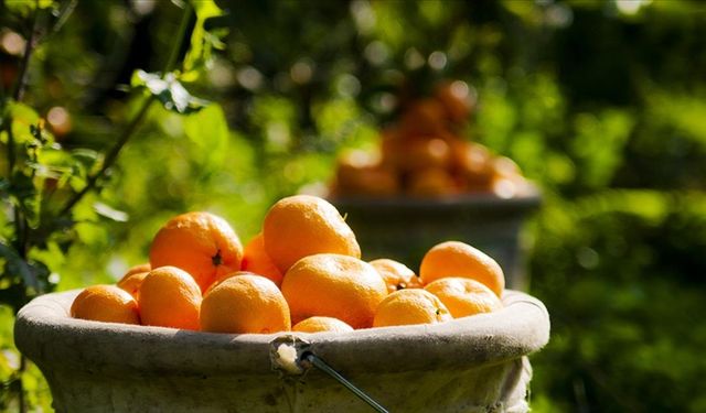 Kış Meyvelerinde Merak Edilen Soru: Mandalina Kilo Yapar mı?