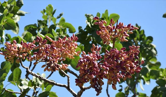 Üretici Tepkili, Tüccar Temkinli