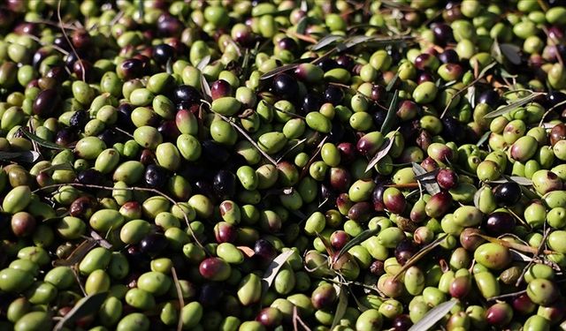 Gaziantep’te Zeytin Bereketi Başladı!