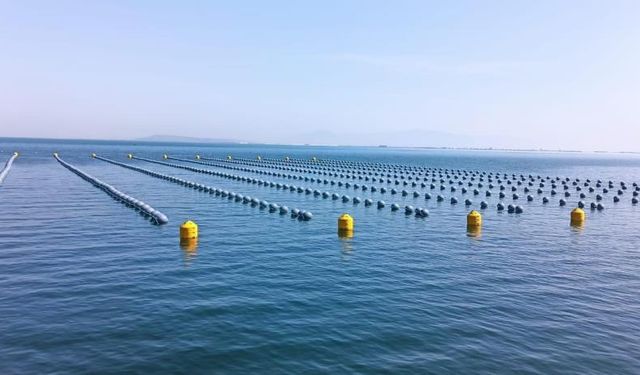 Kaçak Midyeye Karşı Uyarı: Menşei Sorgulanmalı