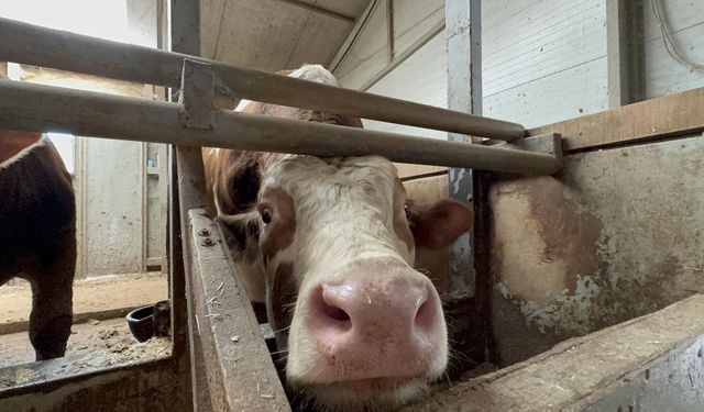 Uzmanlardan ’Deli Dana’ Uyarısı