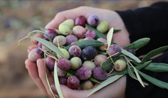 Nizip’te Zeytin Festivali Başlıyor