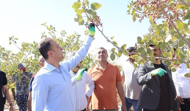 Fıstık Hasadı Rekor Kırdı