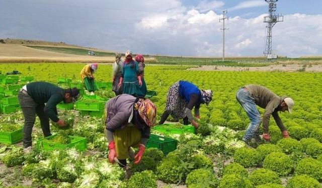 Gaziantep'te Yeni İstihdam Umudu