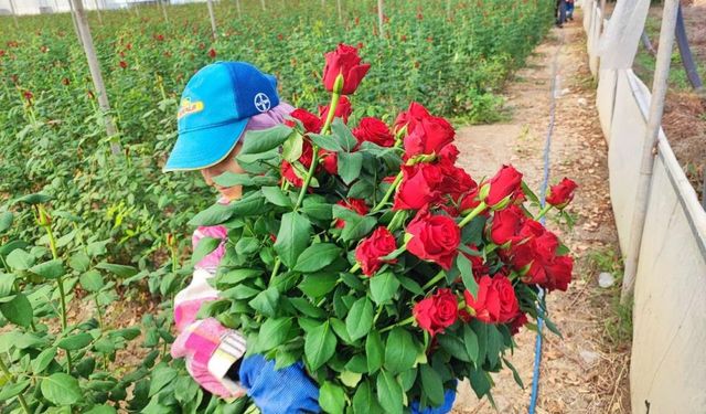 Gül Hasadı Başladı