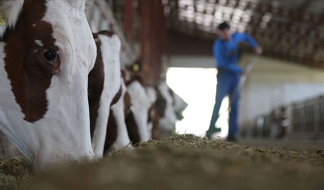 Gaziantep’te Şapın Etkisi Fiyatlara Yansıyacak