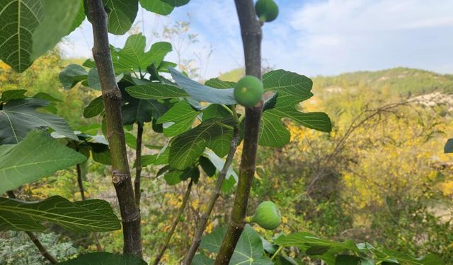 İncir Ağaçları Mevsimleri Şaşırdı